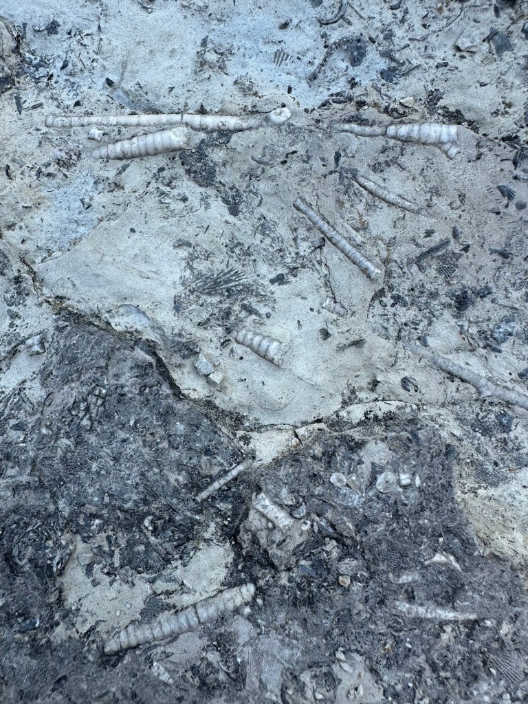 Fossils at Devonian Fossil Gorge in Iowa City, Iowa, USA.
