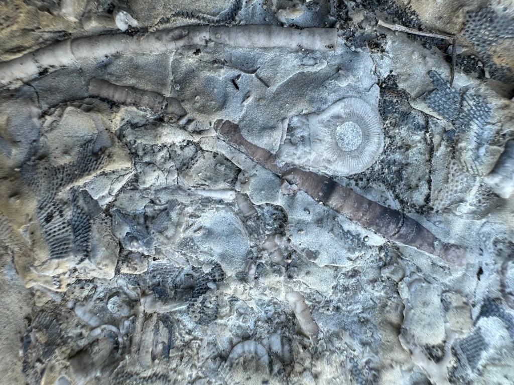 Fossils at Devonian Fossil Gorge in Iowa City, Iowa, USA.