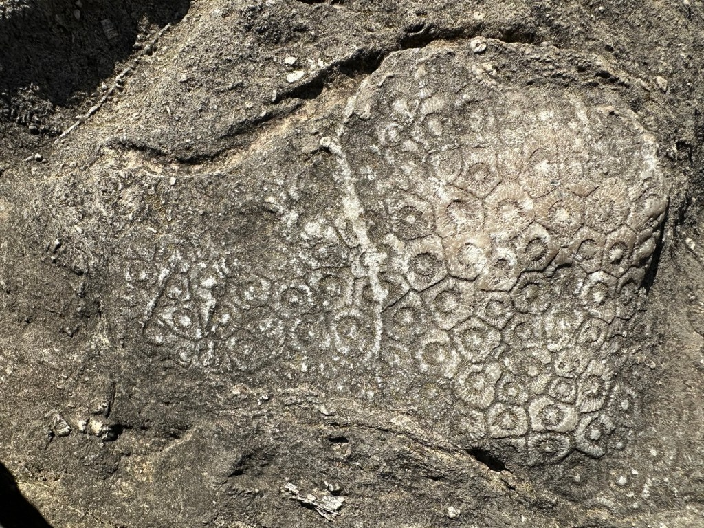 Fossils at Devonian Fossil Gorge in Iowa City, Iowa, USA.