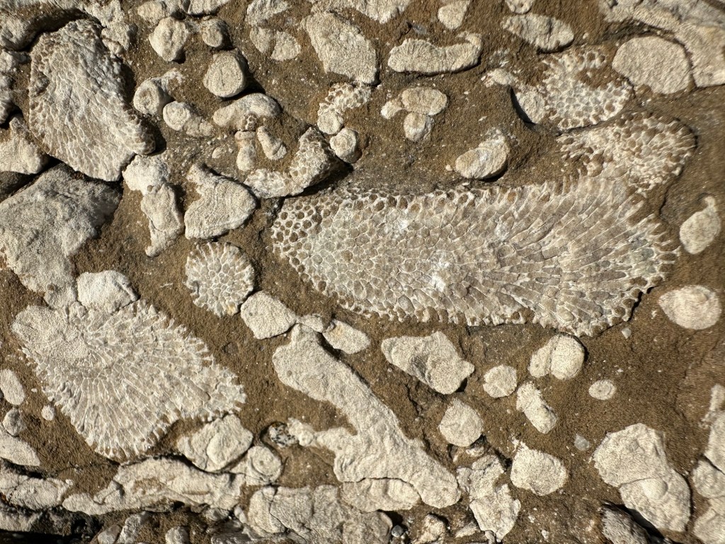 Fossils at Devonian Fossil Gorge in Iowa City, Iowa, USA.