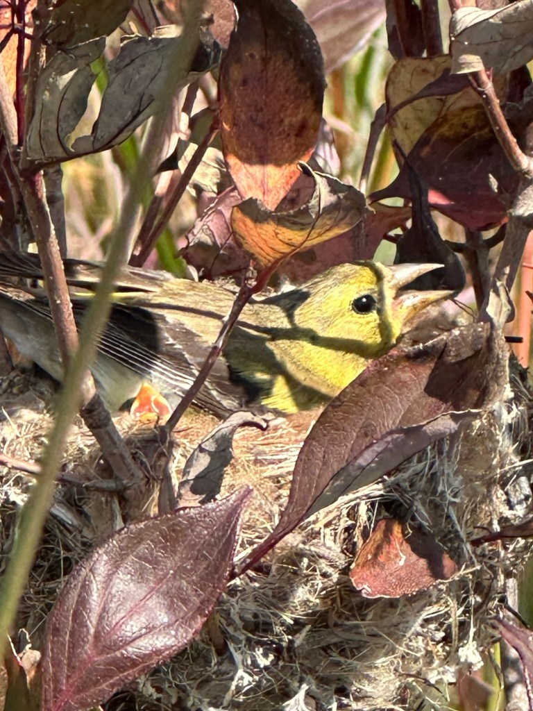 Bird and her baby in Nachusa Grasslands in Franklin Grove, Illinois, USA.