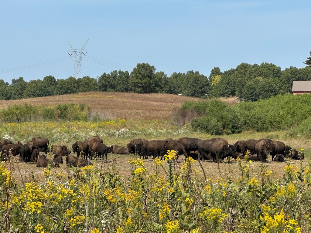American Bison in Nachusa Grasslands in Franklin Grove, Illinois, USA.