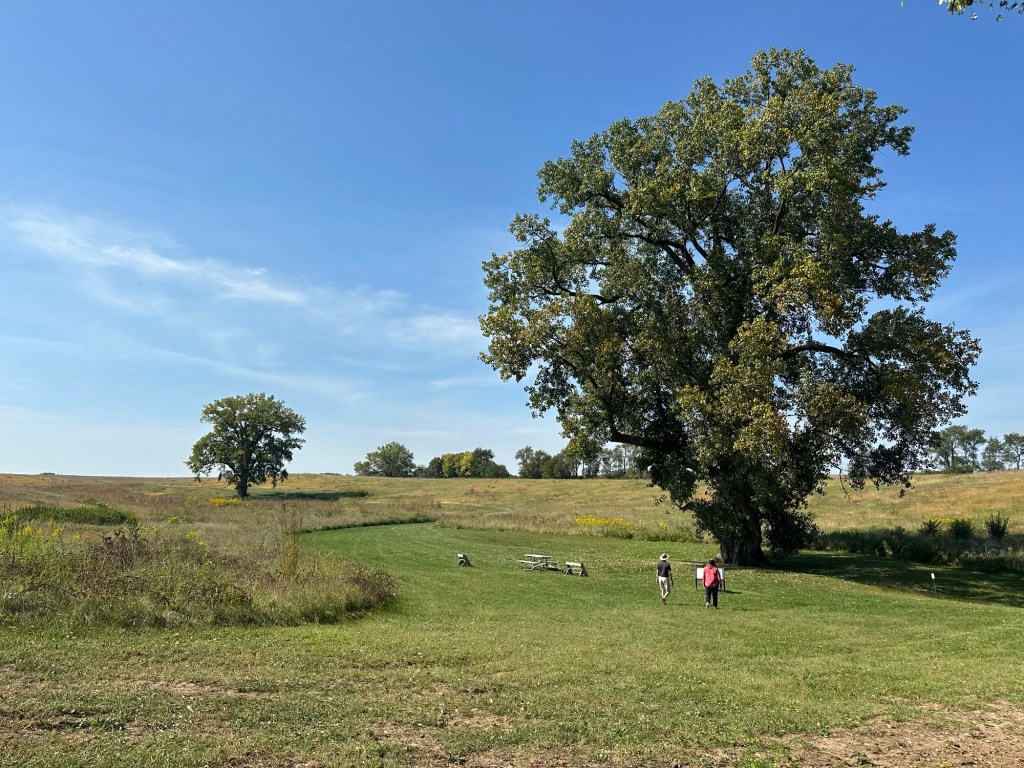 Illinois’ Largest Tree, an Eastern Cottonwood, in Bryon, Illinois, USA.