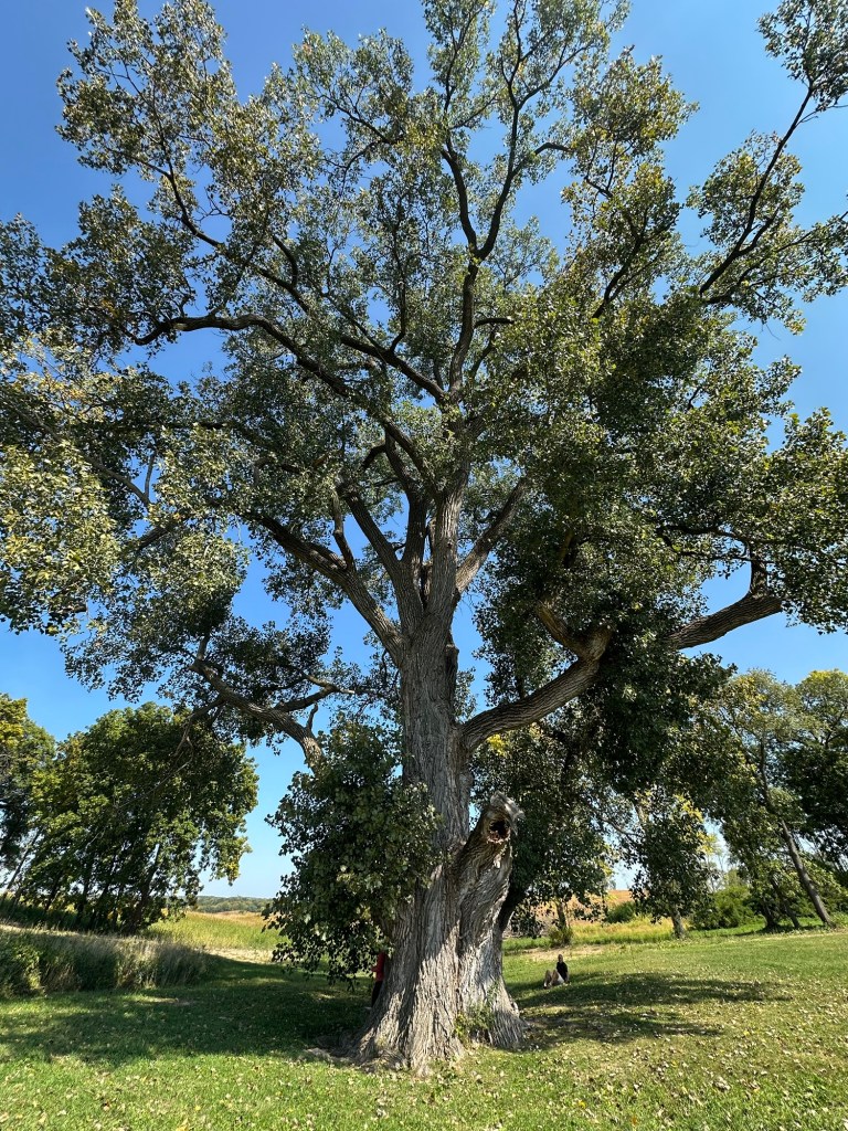 Illinois’ Largest Tree, an Eastern Cottonwood, in Bryon, Illinois, USA.
