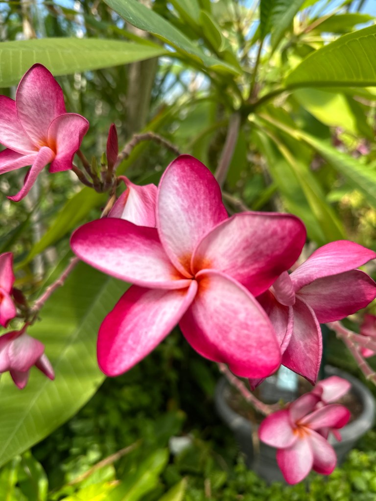 Flowers at Luthy Botanical Garden in Peoria, Illinois, USA.