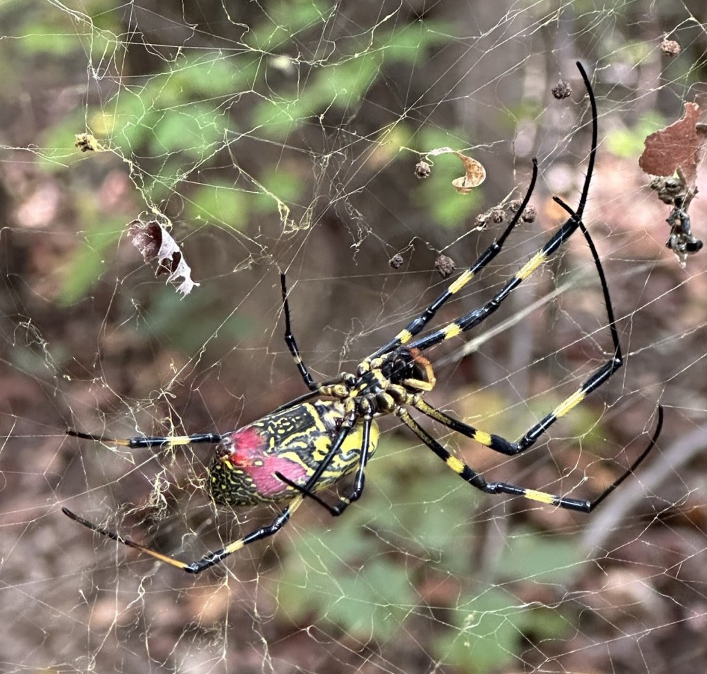 Joro spider in Dunlap, Tennessee, USA.