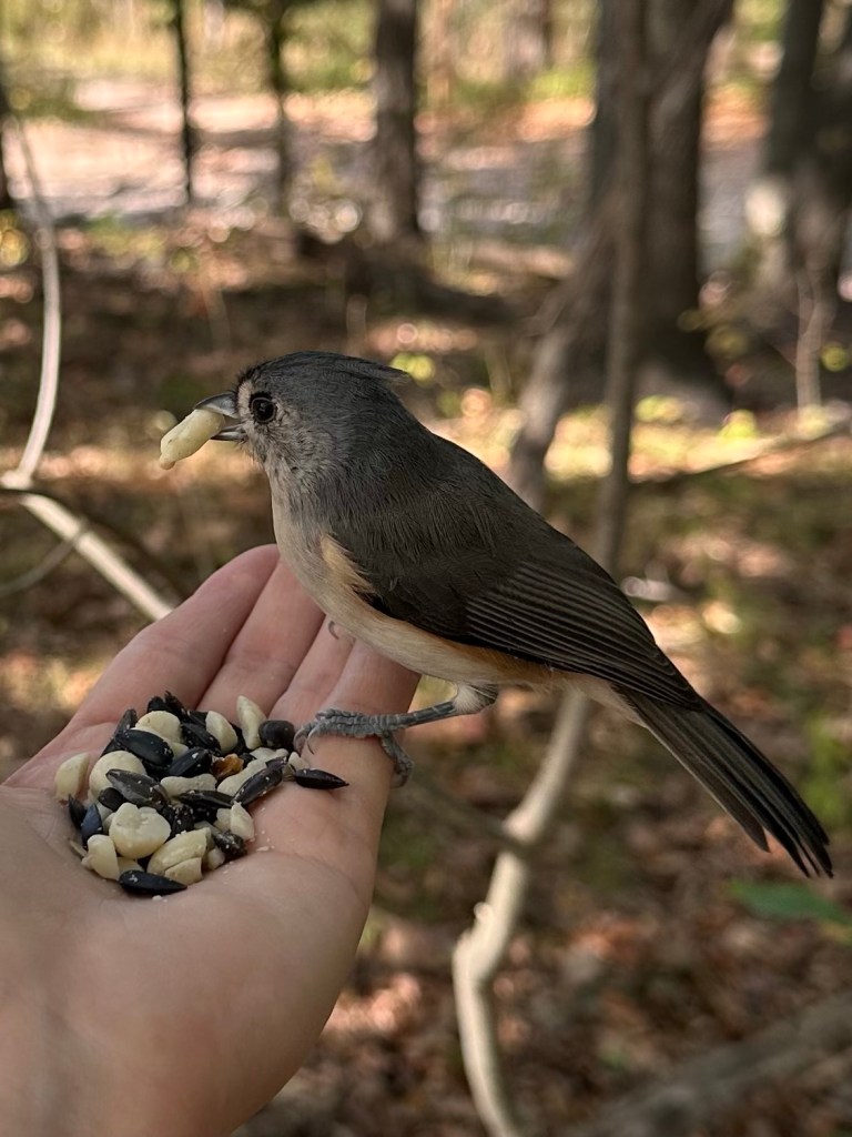 Feeding a bird by hand at Kensington Metropark, Milford, Michigan, USA.