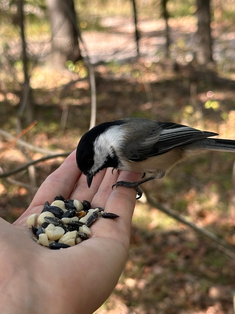 Feeding a bird by hand at Kensington Metropark, Milford, Michigan, USA.