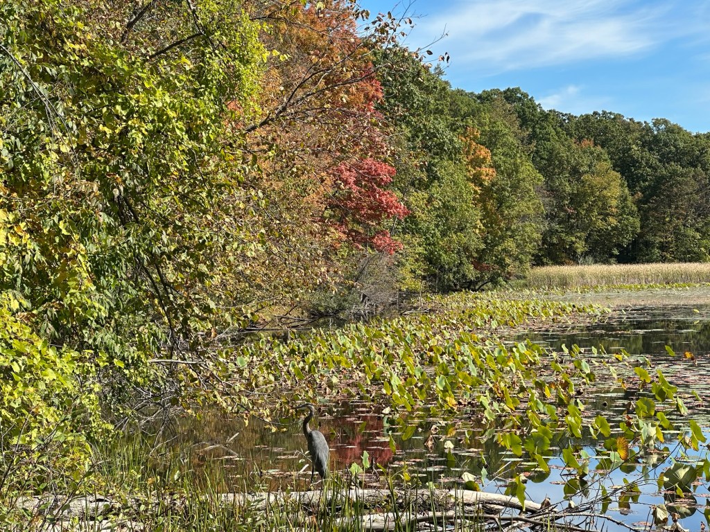 Pond at Kensington Metropark, Milford, Michigan, USA.