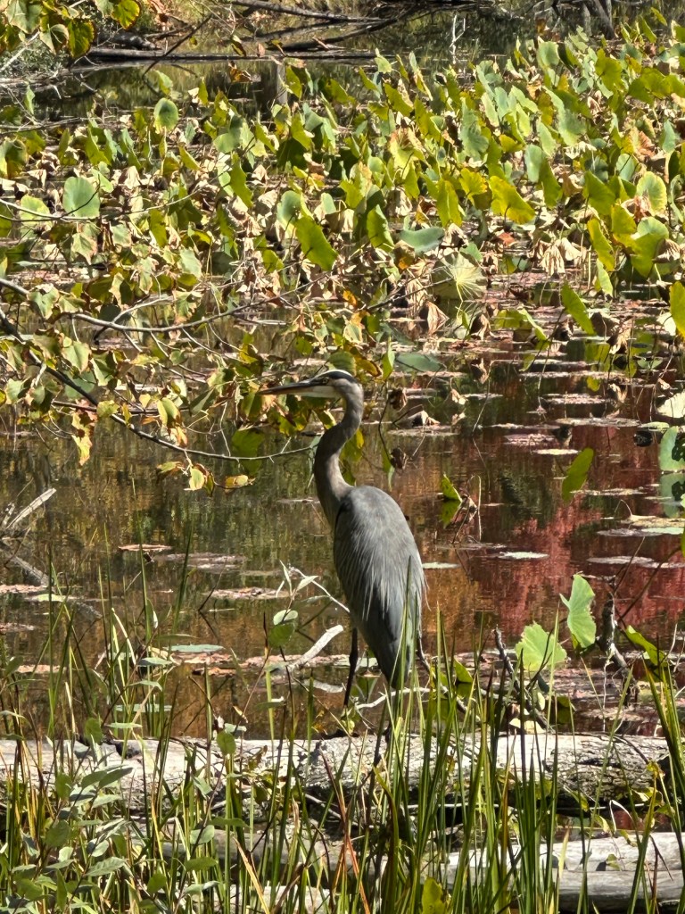 Bird on pond at Kensington Metropark, Milford, Michigan, USA.