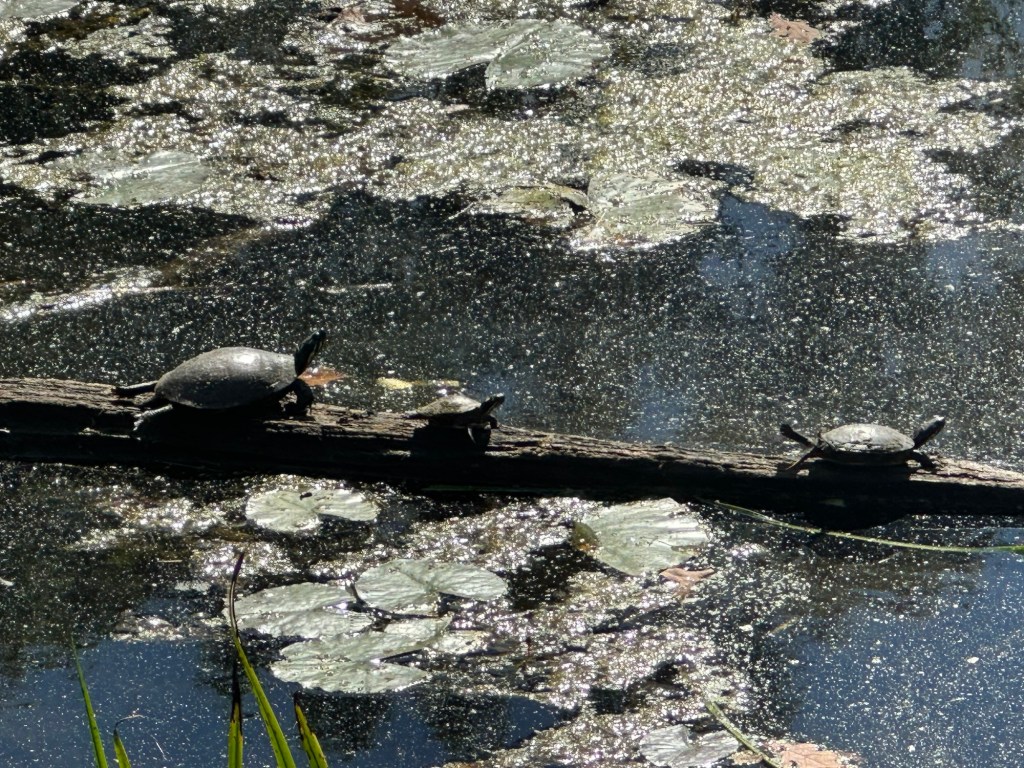 Turtles at Kensington Metropark, Milford, Michigan, USA.