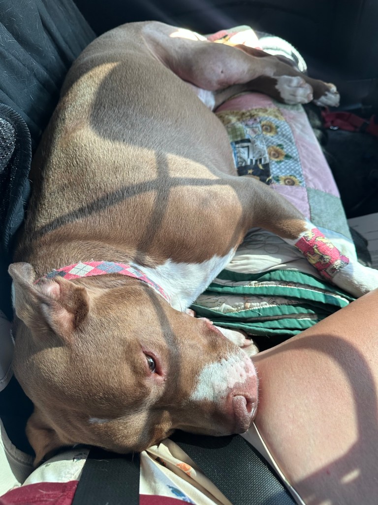 Marcel on the ride home from surgery on his leg.