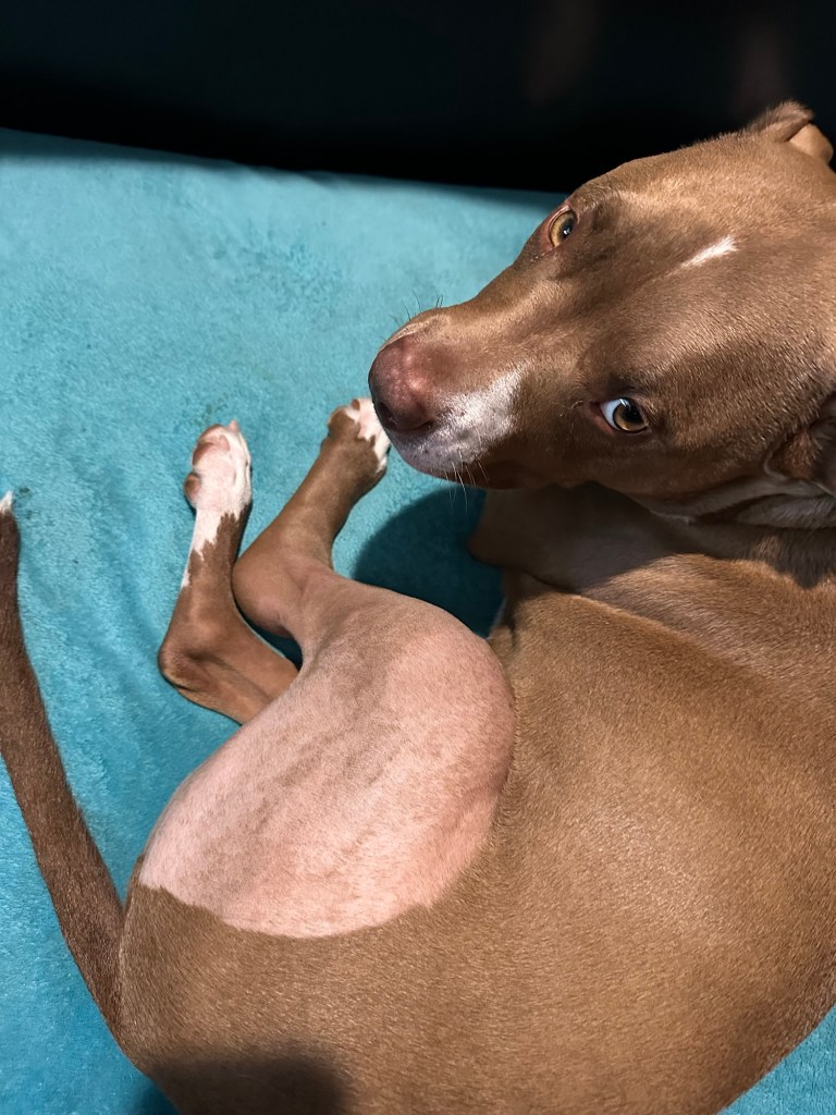Marcel after leg surgery.