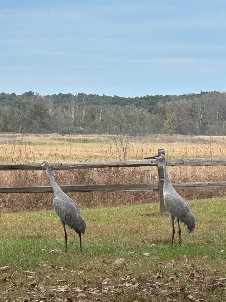 Sandhills cranes at Haehnle Sanctuary in Grass Lake, Michigan, USA.