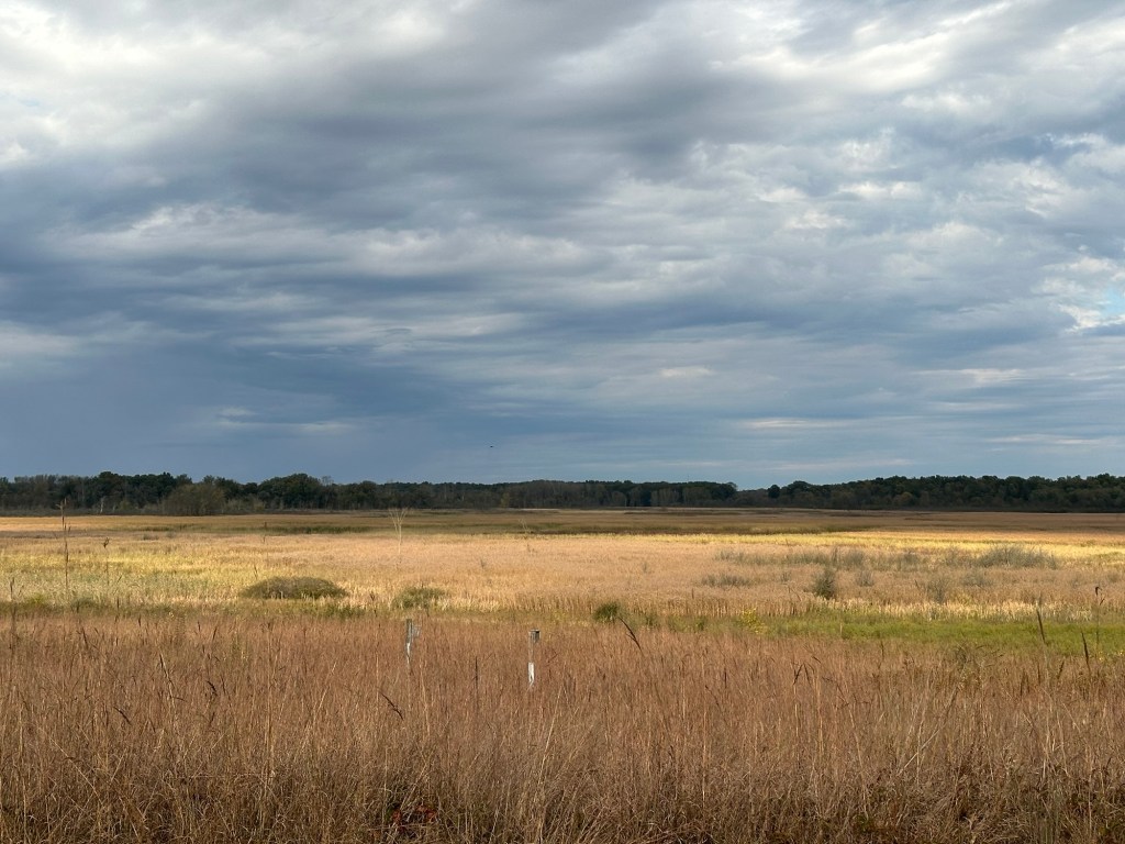 Marshy field at Haehnle Sanctuary in Grass Lake, Michigan, USA.
