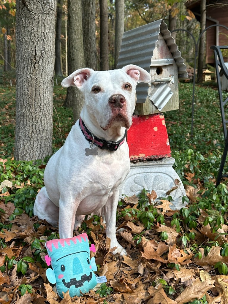 Peter the pitbull with a toy in Michigan, USA.