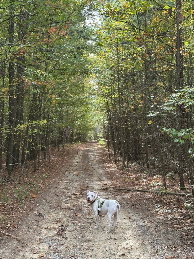 Peter the pit bull on trail in Dunlap, Tennessee, USA.