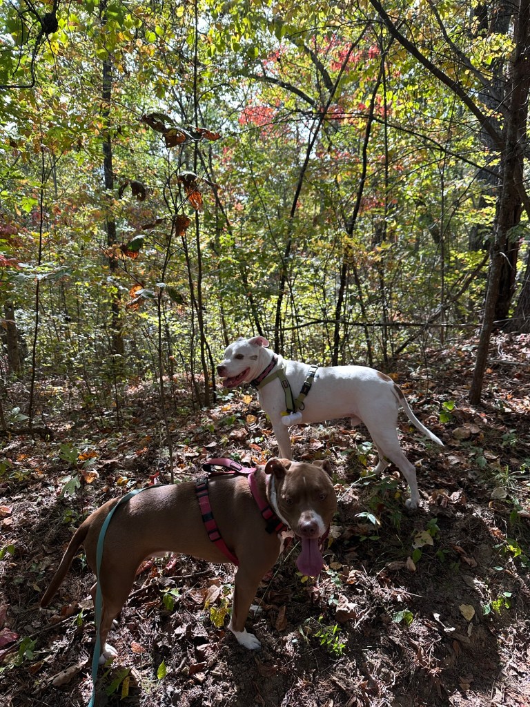 Peter the pit bull in the woods in Dunlap, Tennessee, USA.