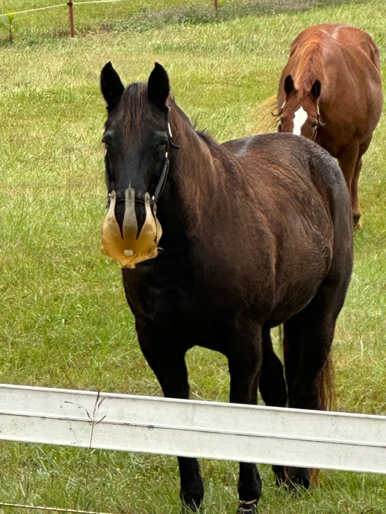 Horse with a grazing muzzle in Dunlap, Tennessee, USA.