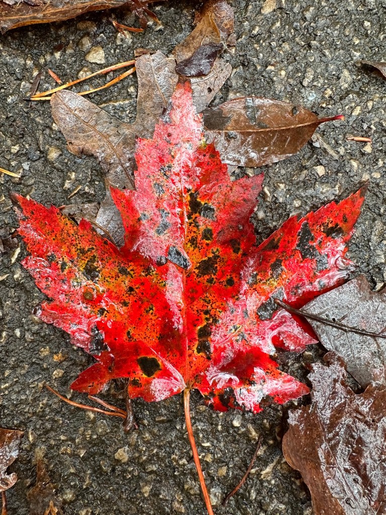 Red fall leaf at Fall Creek Falls State Park in Spencer, Tennessee, USA.