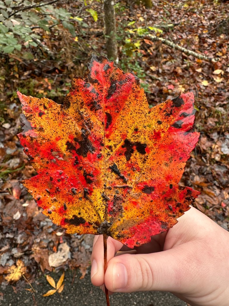 Red and yellow fall leaf at Fall Creek Falls State Park in Spencer, Tennessee, USA.