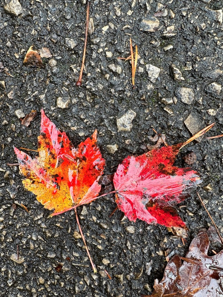 Red and yellow fall leaf at Fall Creek Falls State Park in Spencer, Tennessee, USA.