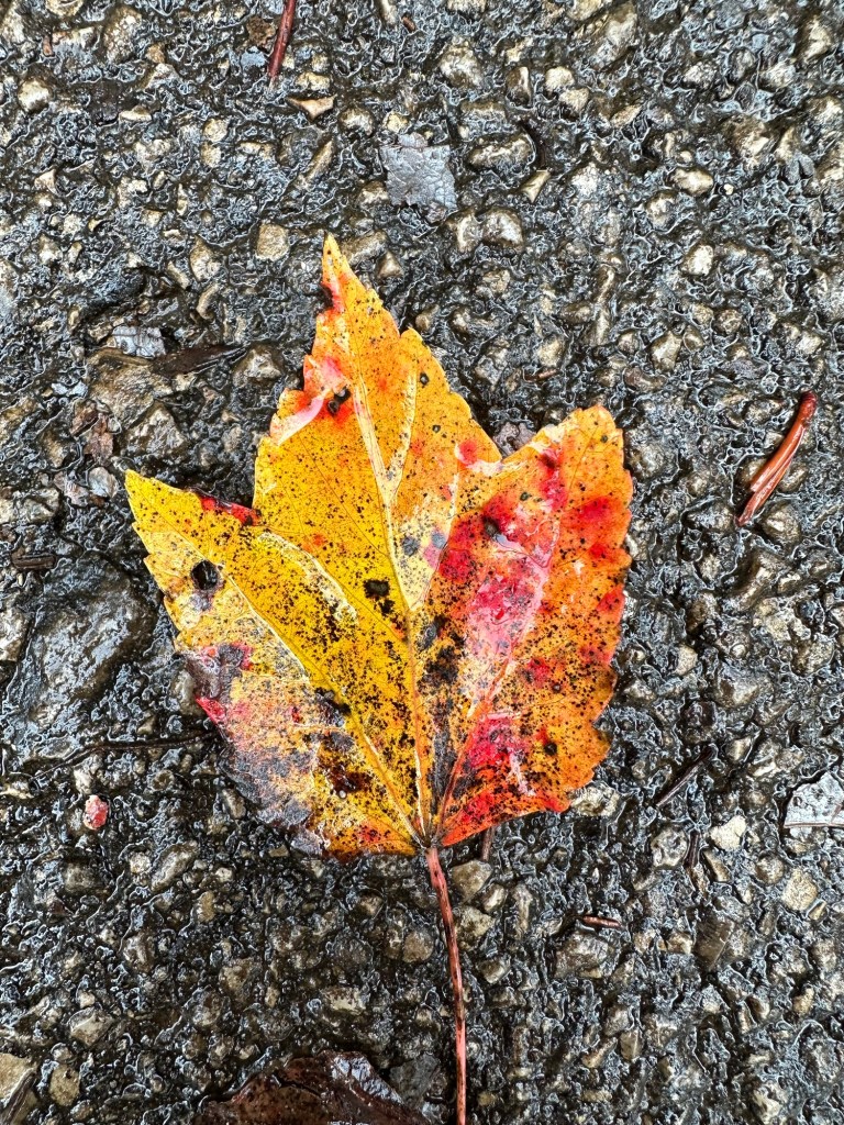 Red and yellow fall leaf at Fall Creek Falls State Park in Spencer, Tennessee, USA.