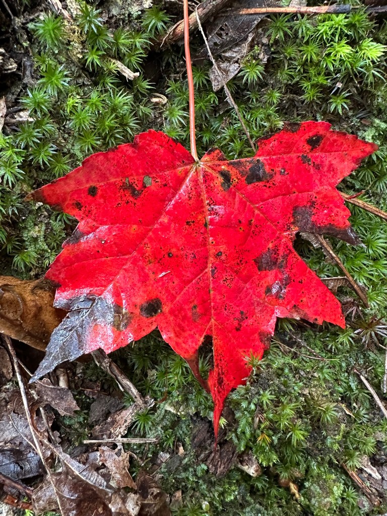 Red fall leaf and moss at Fall Creek Falls State Park in Spencer, Tennessee, USA.