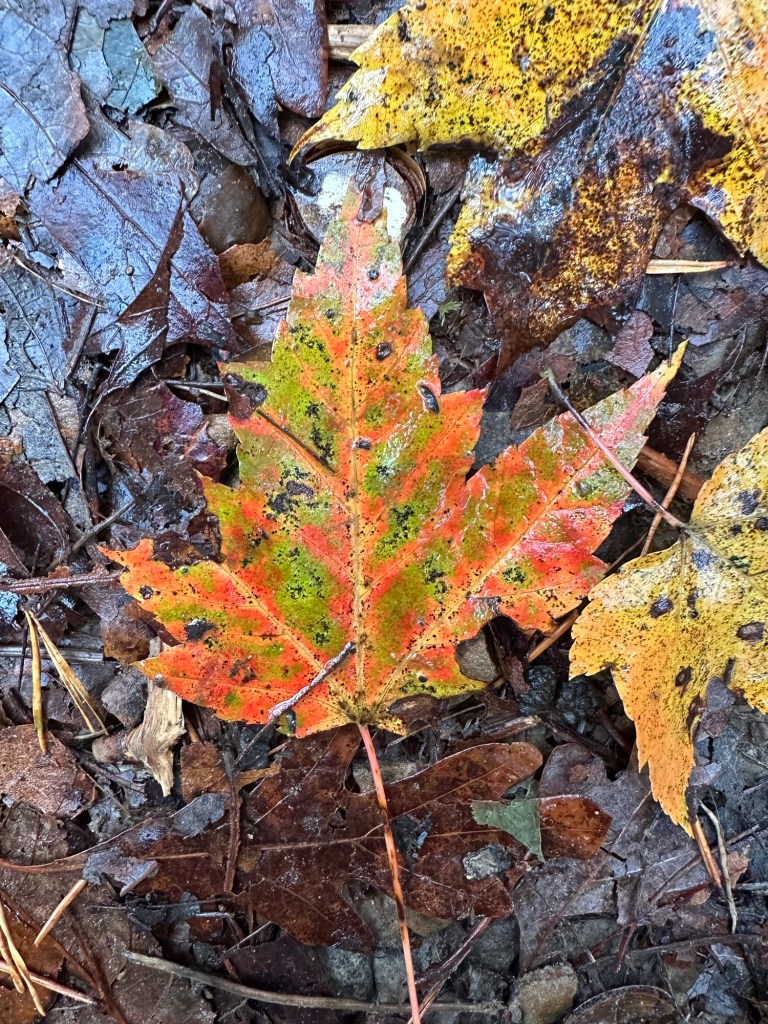Peach and yellow fall leaf at Fall Creek Falls State Park in Spencer, Tennessee, USA.