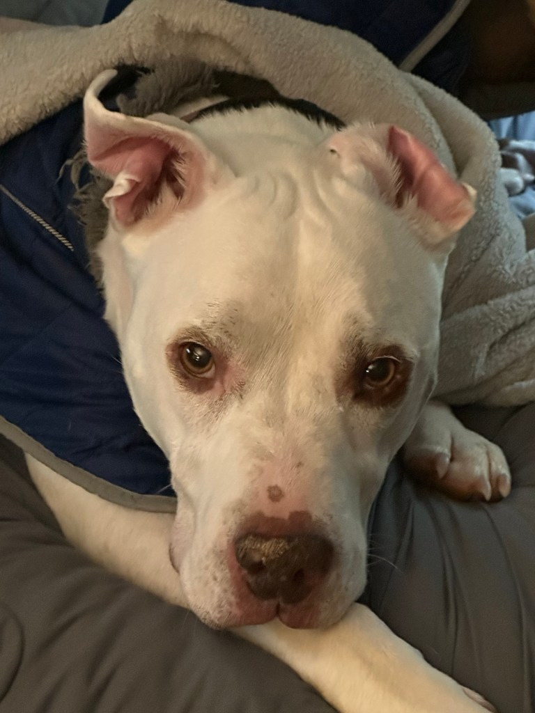 Peter the pit bull looking cute.