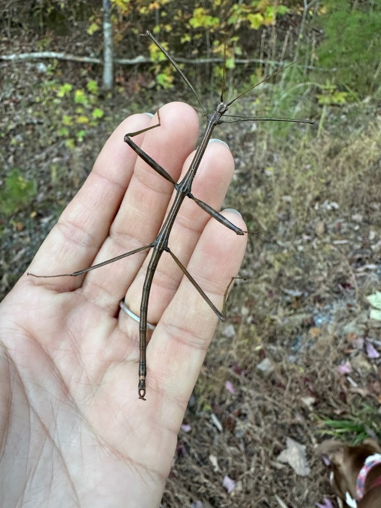 A phasmid or Walking Stick bug in Dunlap, Tennessee, USA.
