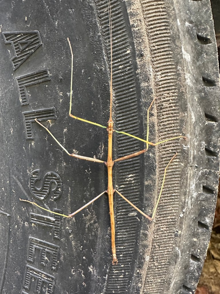 Phasmid or Walking Stick bug in Dunlap, Tennessee, USA.