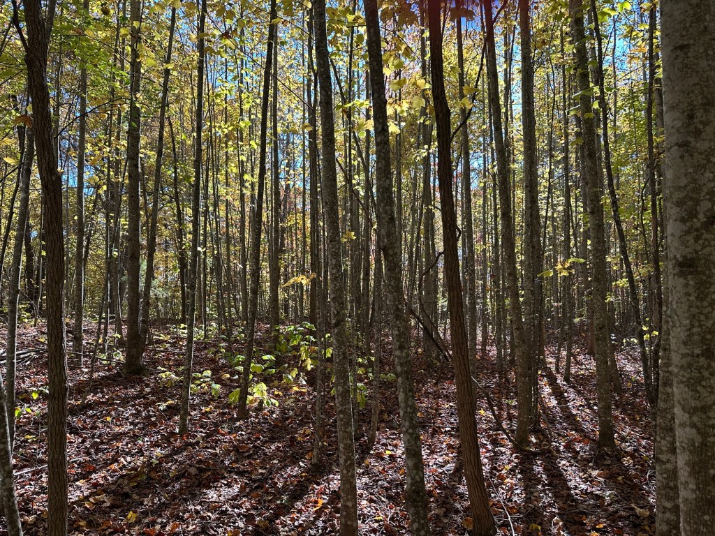 Sunlight through trees in Dunlap, Tennessee, USA.