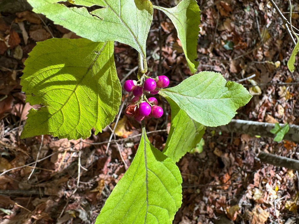 Pretty purple berries in Dunlap, Tennessee, USA.
