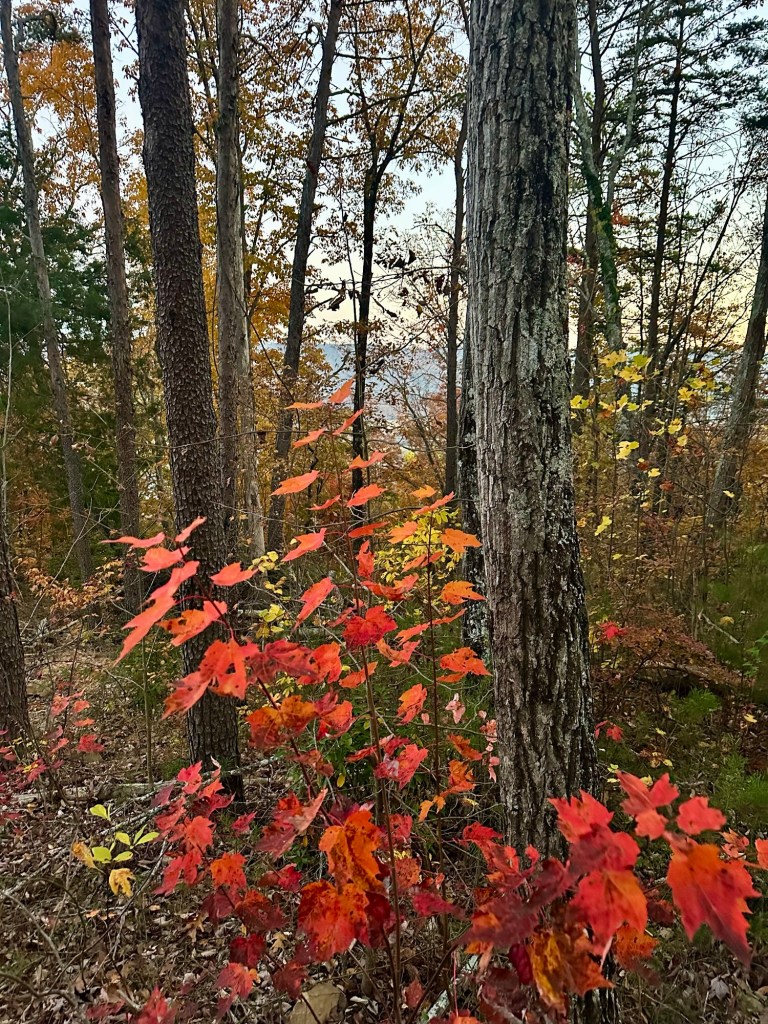 Fall colors in Dunlap, Tennessee, USA.