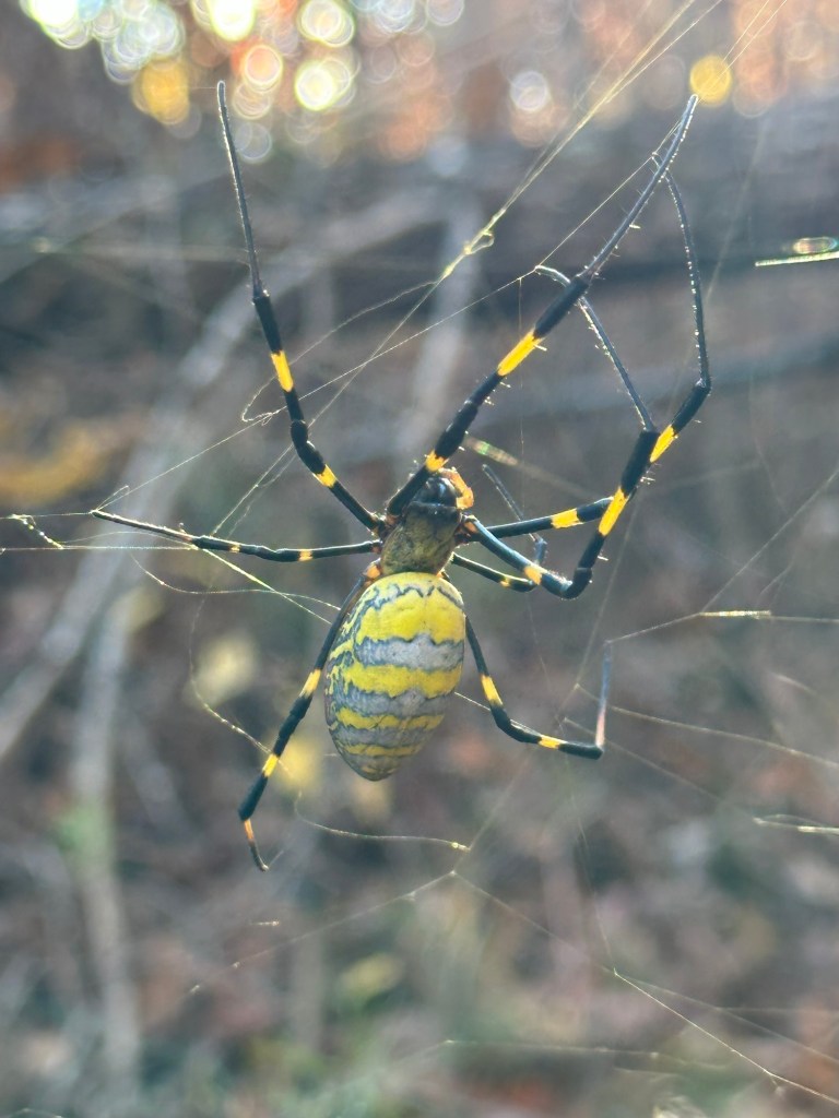 Joro spider in Dunlap, Tennessee, USA.