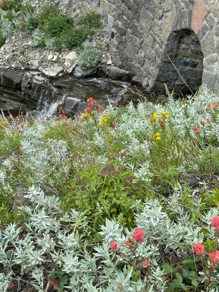 Stream and flowers in Glacier National Park in Montana. Picture by Happy Vegan Campers.