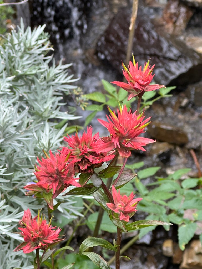Flowers in Glacier National Park in Montana. Picture by Happy Vegan Campers.