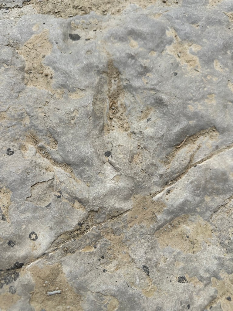 Dinosaur footprint at Red Gulch Dinosaur Tracksite in Shell, Wyoming, USA.